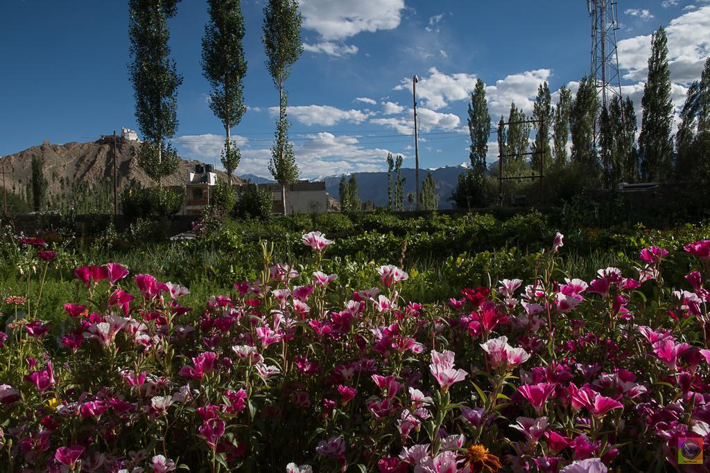 Shaolin Ladakh Hotel Leh Luaran gambar
